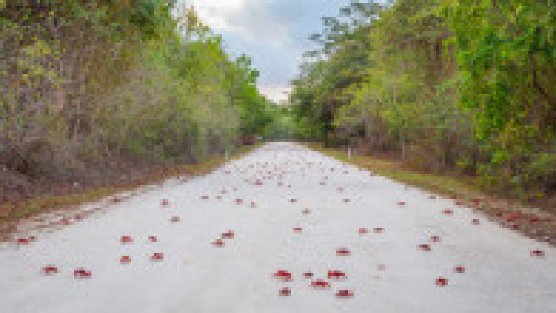Celebra migrație a crabului roșu , care începe în jurul lunii noiembrie, este cea mai mare atracție turistică a insulei. Foto: Profimedia Images | Poza 2 din 5