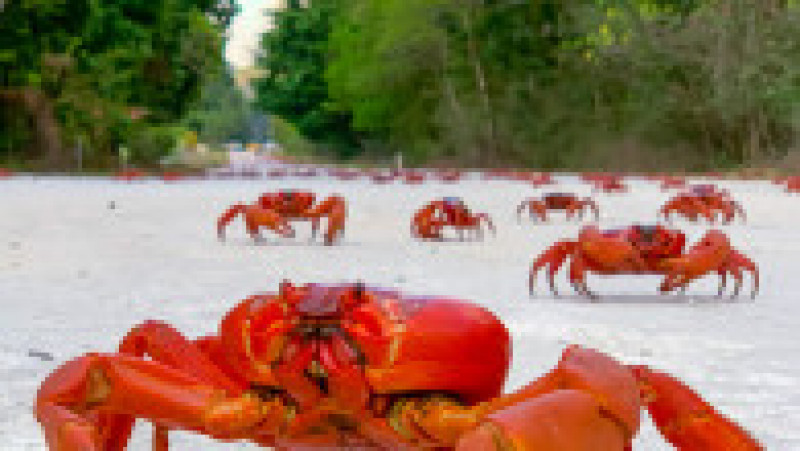 Celebra migrație a crabului roșu , care începe în jurul lunii noiembrie, este cea mai mare atracție turistică a insulei. Foto: Profimedia Images | Poza 1 din 5