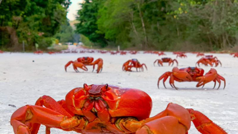 Celebra migrație a crabului roșu , care începe în jurul lunii noiembrie, este cea mai mare atracție turistică a insulei. Foto: Profimedia Images