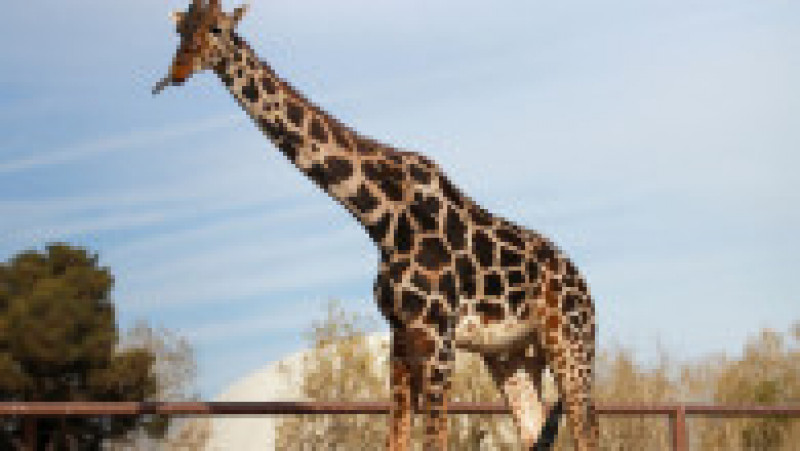 Benito, o girafă care suferea de frig în nordul Mexicului, a făcut o călătorie de 2.000 de kilometri spre sud, în căutarea unor temperaturi mai prietenoase FOTO: Profimedia Images | Poza 6 din 19