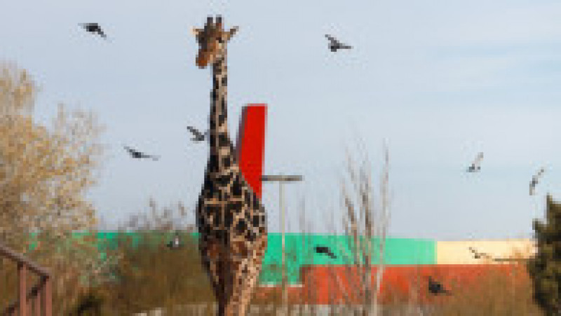 Benito, o girafă care suferea de frig în nordul Mexicului, a făcut o călătorie de 2.000 de kilometri spre sud, în căutarea unor temperaturi mai prietenoase FOTO: Profimedia Images | Poza 5 din 19