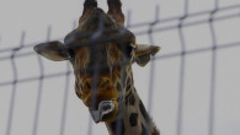 Benito, o girafă care suferea de frig în nordul Mexicului, a făcut o călătorie de 2.000 de kilometri spre sud, în căutarea unor temperaturi mai prietenoase FOTO: Profimedia Images | Poza 8 din 19