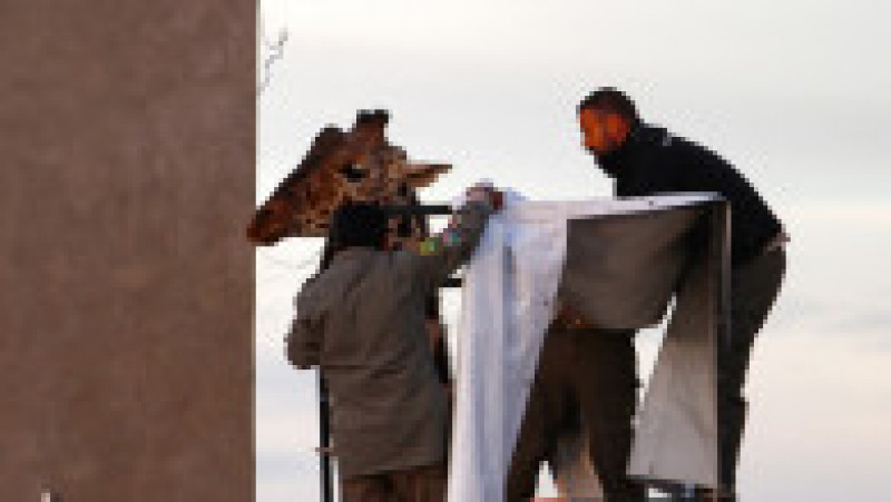 Benito, o girafă care suferea de frig în nordul Mexicului, a făcut o călătorie de 2.000 de kilometri spre sud, în căutarea unor temperaturi mai prietenoase FOTO: Profimedia Images | Poza 1 din 19