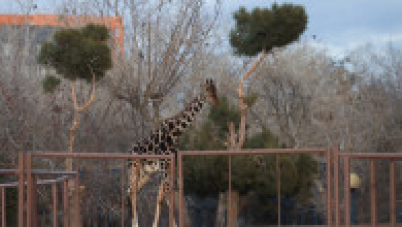 Benito, o girafă care suferea de frig în nordul Mexicului, a făcut o călătorie de 2.000 de kilometri spre sud, în căutarea unor temperaturi mai prietenoase FOTO: Profimedia Images | Poza 18 din 19