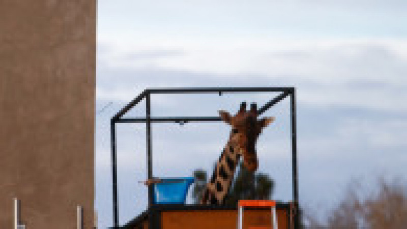 Benito, o girafă care suferea de frig în nordul Mexicului, a făcut o călătorie de 2.000 de kilometri spre sud, în căutarea unor temperaturi mai prietenoase FOTO: Profimedia Images | Poza 19 din 19