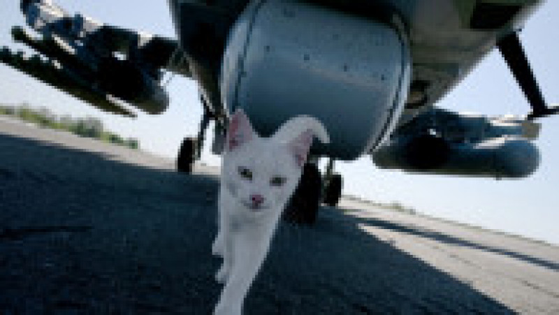 O pisică umblă în umbra unui elicopter de atac Ka-50 "Aligator". Foto: Profimedia Images | Poza 19 din 23