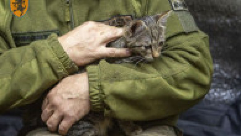 Pisicile de război din Ucraina. Captură foto: X (Twitter) | Poza 7 din 23