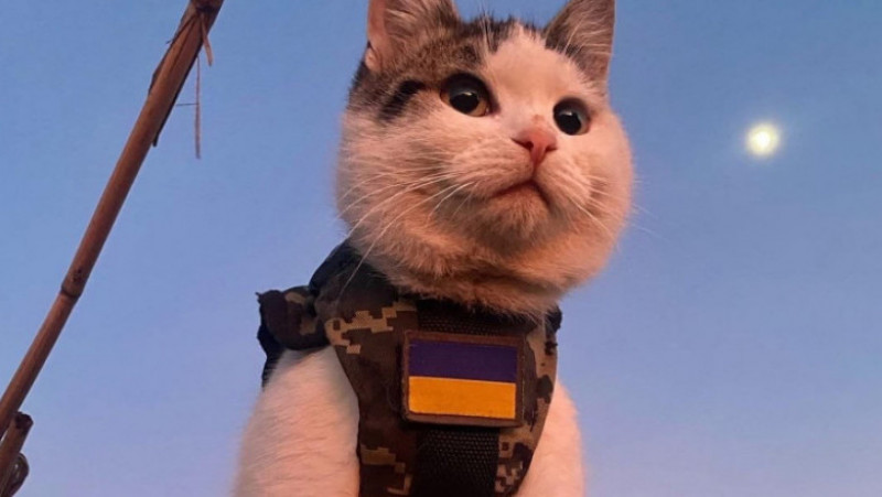 Pisicile de război din Ucraina. Captură foto: X (Twitter)