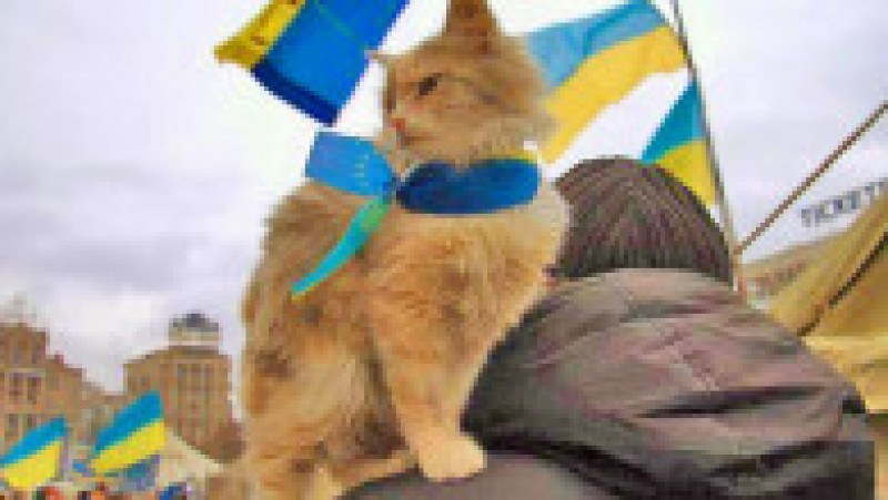 Pisicile de război din Ucraina. Captură foto: X (Twitter) | Poza 23 din 23