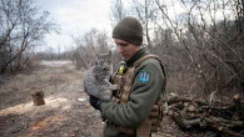Pisicile de război din Ucraina. Captură foto: X (Twitter) | Poza 5 din 23