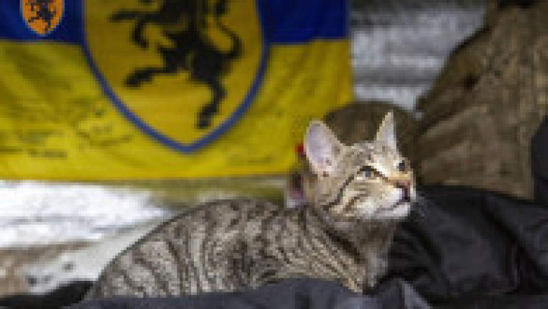 Pisicile de război din Ucraina. Captură foto: X (Twitter) | Poza 15 din 23