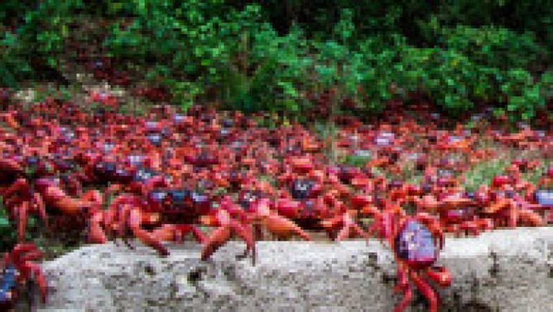 Fenomenul este impresionat, milioane de crabi deplasându-se la unison către apă. Sursa foto: Profimedia Images | Poza 28 din 31