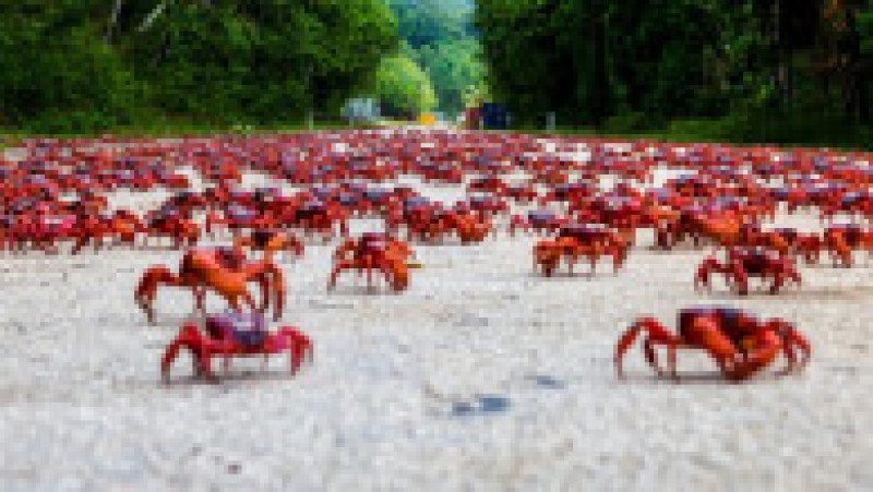 Fenomenul este impresionat, milioane de crabi deplasându-se la unison către apă. Sursa foto: Profimedia Images | Poza 30 din 31