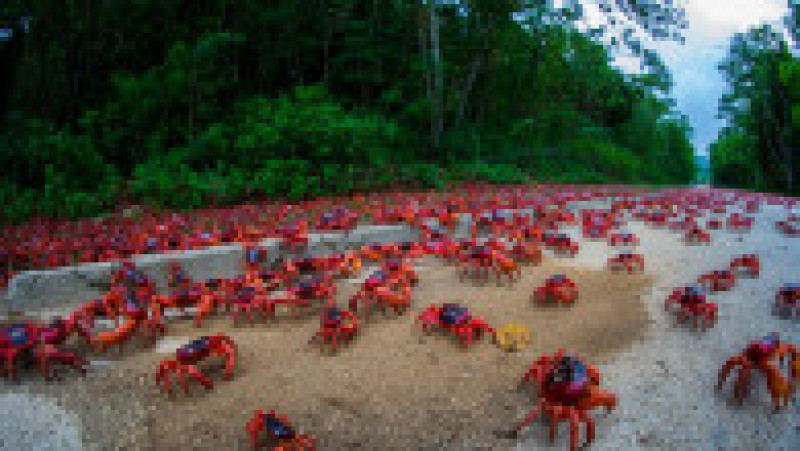 Fenomenul este impresionat, milioane de crabi deplasându-se la unison către apă. Sursa foto: Profimedia Images | Poza 29 din 31