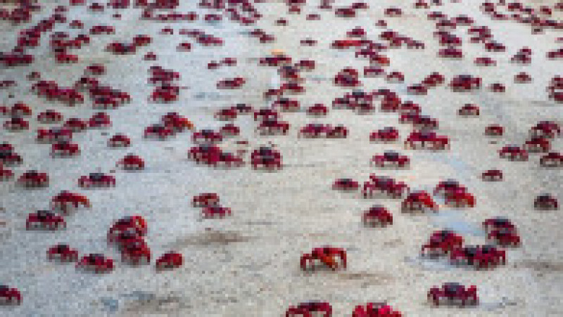 Fenomenul este impresionat, milioane de crabi deplasându-se la unison către apă. Sursa foto: Profimedia Images | Poza 27 din 31