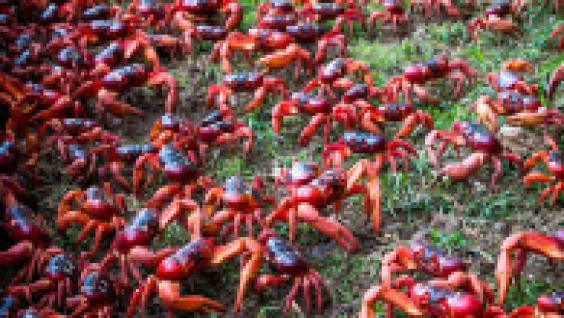 Fenomenul este impresionat, milioane de crabi deplasându-se la unison către apă. Sursa foto: Profimedia Images | Poza 26 din 31