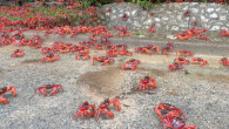 Fenomenul este impresionat, milioane de crabi deplasându-se la unison către apă. Sursa foto: Profimedia Images | Poza 18 din 31