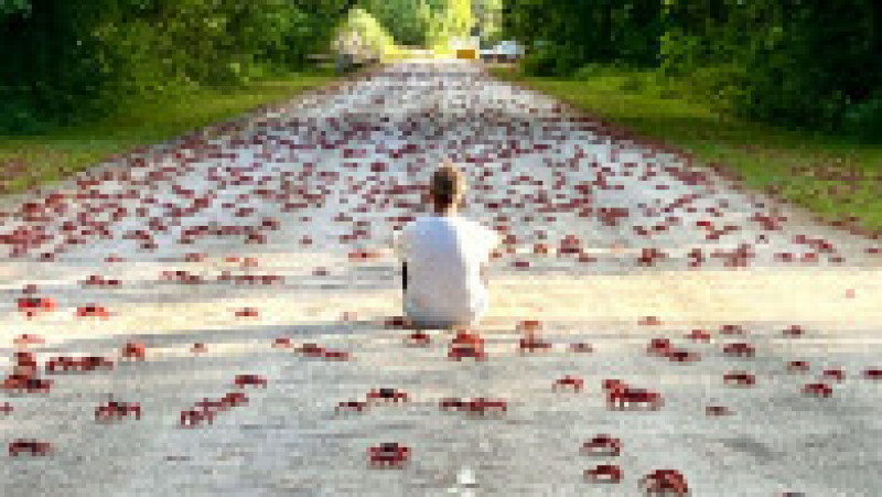Fenomenul este impresionat, milioane de crabi deplasându-se la unison către apă. Sursa foto: Profimedia Images | Poza 20 din 31