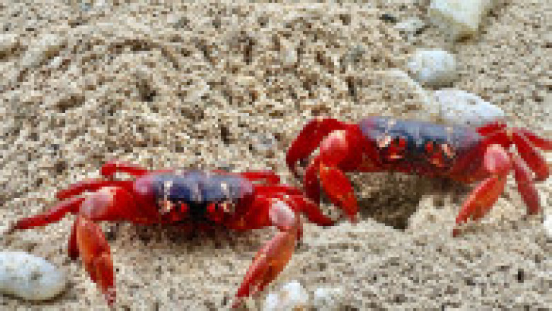 Fenomenul este impresionat, milioane de crabi deplasându-se la unison către apă. Sursa foto: Profimedia Images | Poza 19 din 31