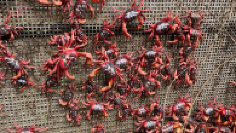 Fenomenul este impresionat, milioane de crabi deplasându-se la unison către apă. Sursa foto: Profimedia Images | Poza 22 din 31
