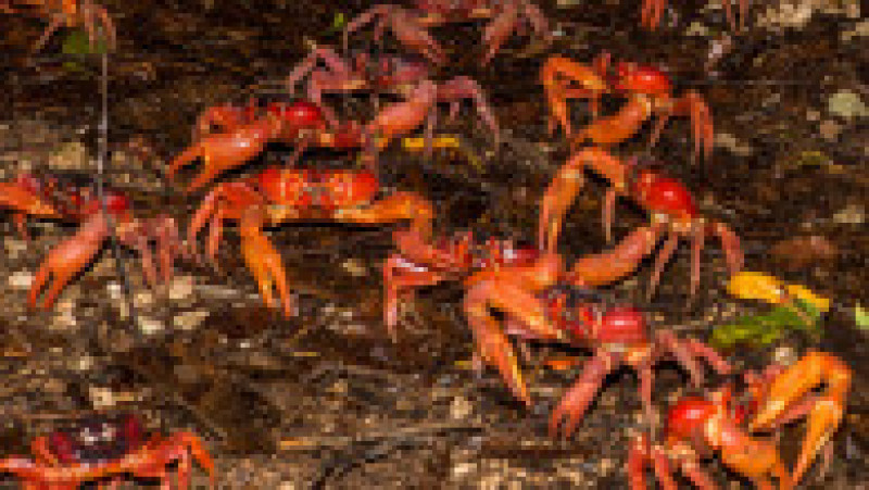 Fenomenul este impresionat, milioane de crabi deplasându-se la unison către apă. Sursa foto: Profimedia Images | Poza 25 din 31