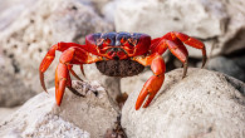 Fenomenul este impresionat, milioane de crabi deplasându-se la unison către apă. Sursa foto: Profimedia Images | Poza 10 din 31