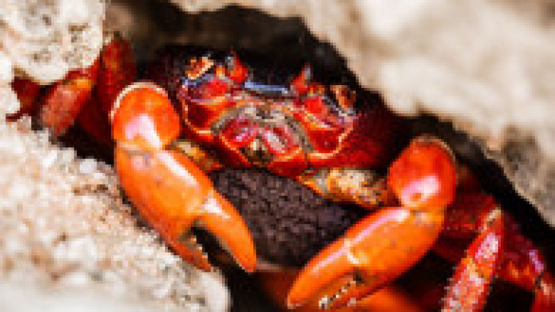 Fenomenul este impresionat, milioane de crabi deplasându-se la unison către apă. Sursa foto: Profimedia Images | Poza 15 din 31