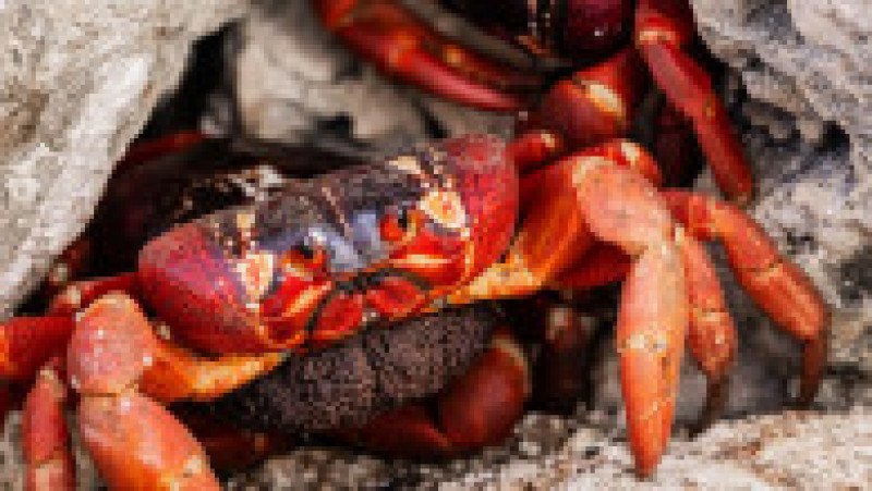 Fenomenul este impresionat, milioane de crabi deplasându-se la unison către apă. Sursa foto: Profimedia Images | Poza 13 din 31
