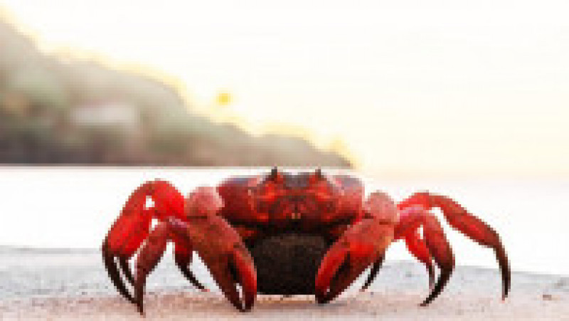 Fenomenul este impresionat, milioane de crabi deplasându-se la unison către apă. Sursa foto: Profimedia Images | Poza 5 din 31