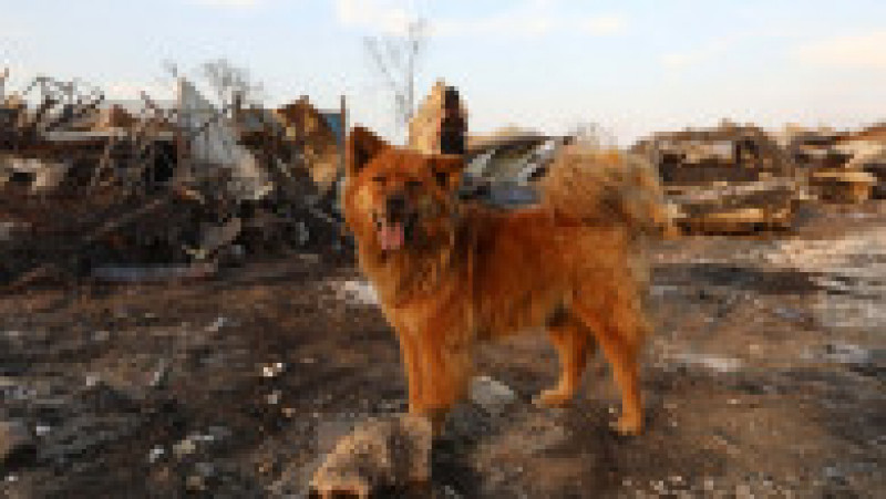 Chile se confruntă cu cea mai mare tragedie din 2010 încoace. Bilanțul morților în incendiile de pădure a crescut la 112. FOTO: Profimedia Images | Poza 8 din 23