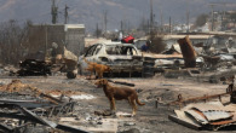 Chile se confruntă cu cea mai mare tragedie din 2010 încoace. Bilanțul morților în incendiile de pădure a crescut la 112. FOTO: Profimedia Images | Poza 21 din 23