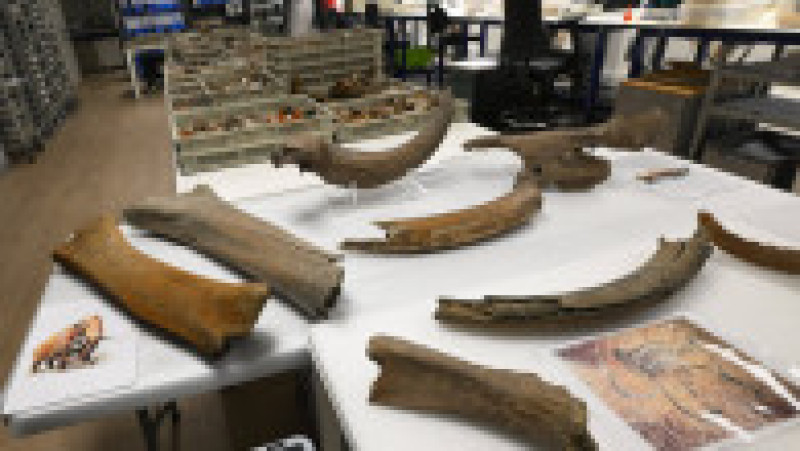 Descoperire incredibilă la metroul din Bruxelles, unde oase de mamut care ar putea avea o vechime de până la 120.000 de ani au ieșit la iveală în timpul unei excavări. Foto: Profimedia Images | Poza 5 din 7