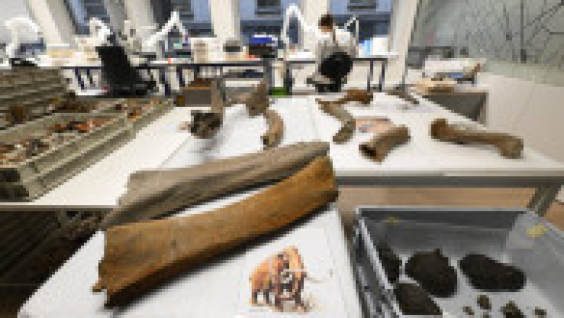 Descoperire incredibilă la metroul din Bruxelles, unde oase de mamut care ar putea avea o vechime de până la 120.000 de ani au ieșit la iveală în timpul unei excavări. Foto: Profimedia Images | Poza 7 din 7