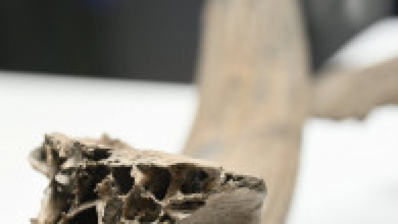 Descoperire incredibilă la metroul din Bruxelles, unde oase de mamut care ar putea avea o vechime de până la 120.000 de ani au ieșit la iveală în timpul unei excavări. Foto: Profimedia Images | Poza 4 din 7
