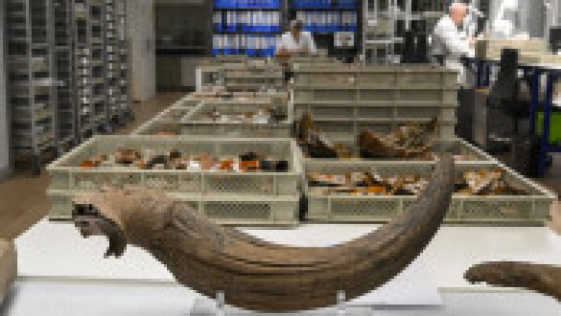 Descoperire incredibilă la metroul din Bruxelles, unde oase de mamut care ar putea avea o vechime de până la 120.000 de ani au ieșit la iveală în timpul unei excavări. Foto: Profimedia Images | Poza 1 din 7