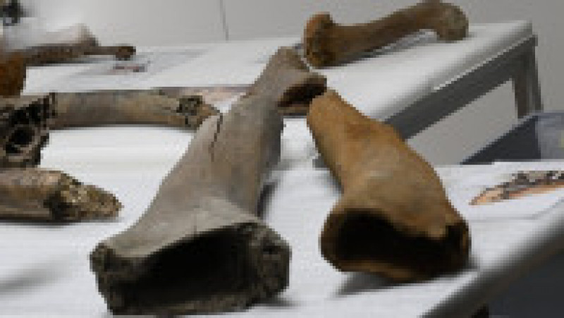 Descoperire incredibilă la metroul din Bruxelles, unde oase de mamut care ar putea avea o vechime de până la 120.000 de ani au ieșit la iveală în timpul unei excavări. Foto: Profimedia Images | Poza 3 din 7
