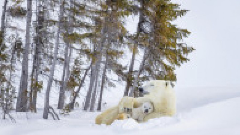Ursoaică și doi pui în Parcul Național Wapusk din Canada FOTO: Profimedia Images | Poza 3 din 16