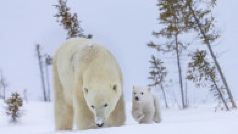 Ursoaică și doi pui în Parcul Național Wapusk din Canada FOTO: Profimedia Images | Poza 7 din 16