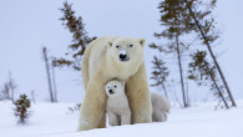 Ursoaică și doi pui în Parcul Național Wapusk din Canada FOTO: Profimedia Images | Poza 11 din 16