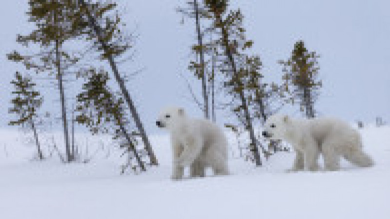 Ursoaică și doi pui în Parcul Național Wapusk din Canada FOTO: Profimedia Images | Poza 4 din 16