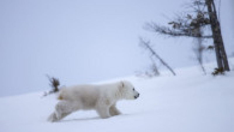 Ursoaică și doi pui în Parcul Național Wapusk din Canada FOTO: Profimedia Images | Poza 9 din 16