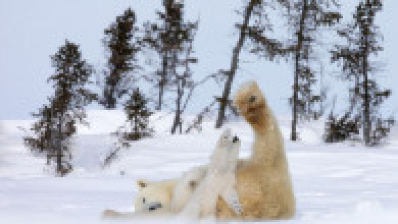 Ursoaică și doi pui în Parcul Național Wapusk din Canada FOTO: Profimedia Images | Poza 13 din 16