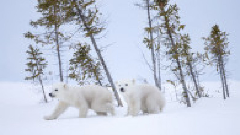 Ursoaică și doi pui în Parcul Național Wapusk din Canada FOTO: Profimedia Images | Poza 10 din 16