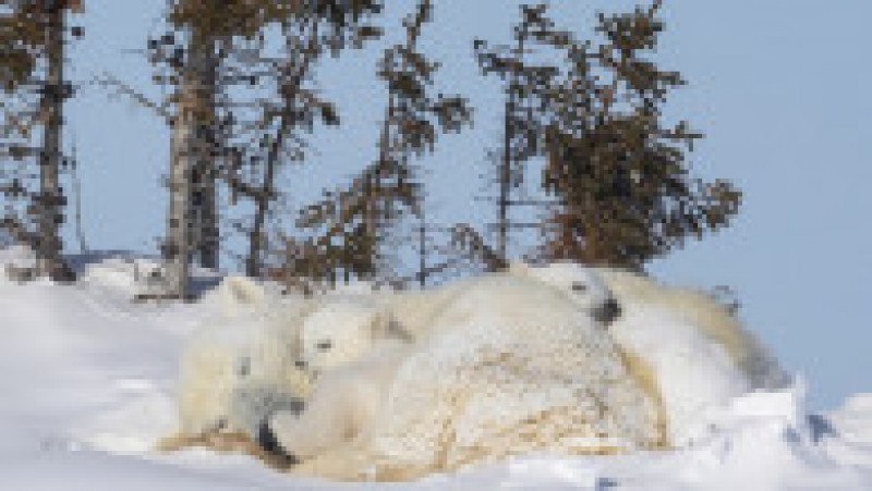 Ursoaică și doi pui în Parcul Național Wapusk din Canada FOTO: Profimedia Images | Poza 8 din 16