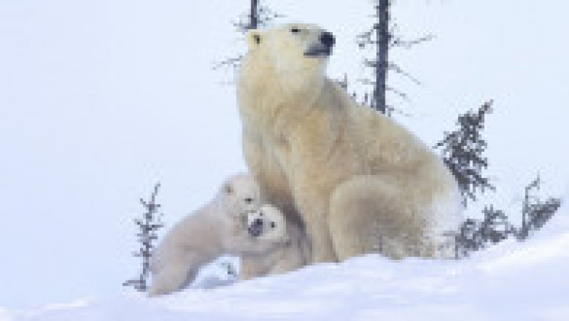 Ursoaică și doi pui în Parcul Național Wapusk din Canada FOTO: Profimedia Images | Poza 6 din 16