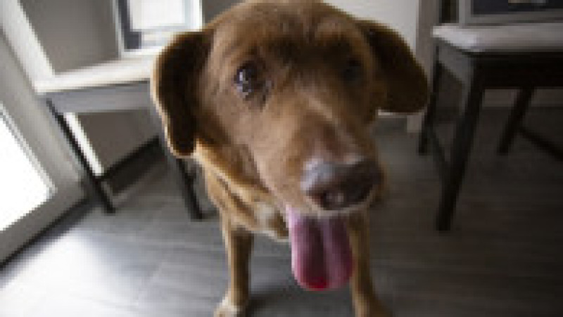 Bobi, un câine din rasa Rafeiro Alentejano, care şi-a petrecut viaţa într-un sat din centrul Portugaliei, a murit în octombrie 2023. Sursa foto: Profimedia Images | Poza 14 din 15