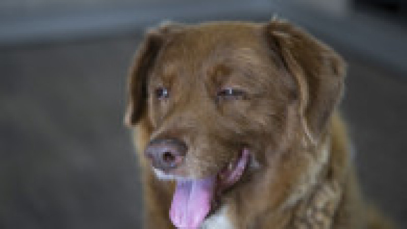 Bobi, un câine din rasa Rafeiro Alentejano, care şi-a petrecut viaţa într-un sat din centrul Portugaliei, a murit în octombrie 2023. Sursa foto: Profimedia Images | Poza 12 din 15