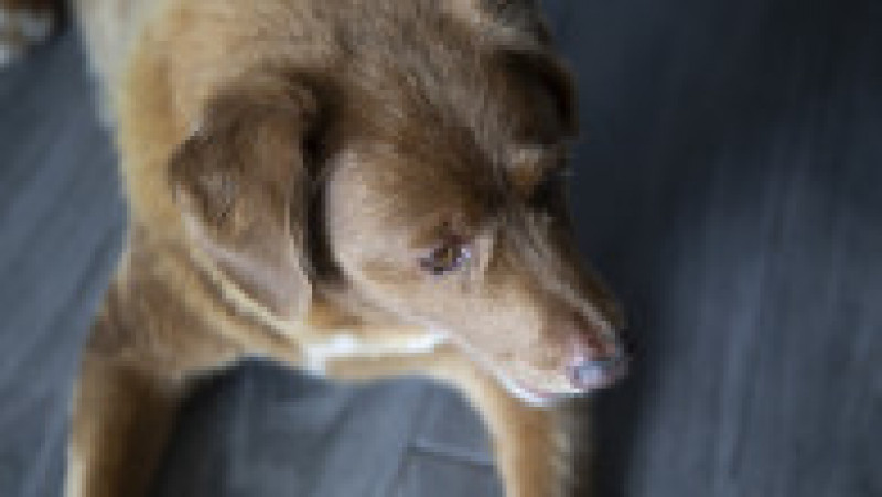 Bobi, un câine din rasa Rafeiro Alentejano, care şi-a petrecut viaţa într-un sat din centrul Portugaliei, a murit în octombrie 2023. Sursa foto: Profimedia Images | Poza 13 din 15