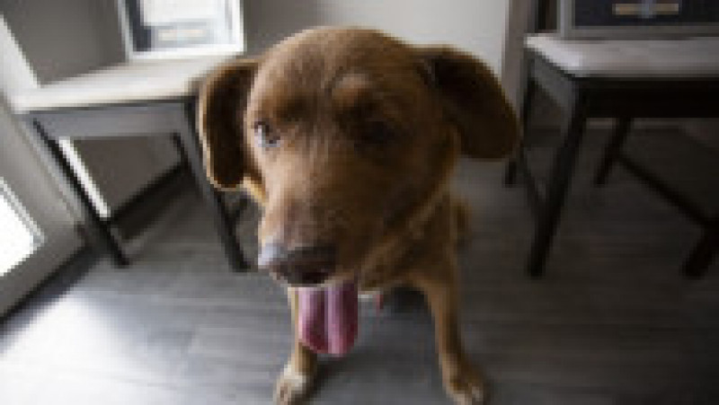 Bobi, un câine din rasa Rafeiro Alentejano, care şi-a petrecut viaţa într-un sat din centrul Portugaliei, a murit în octombrie 2023. Sursa foto: Profimedia Images | Poza 15 din 15