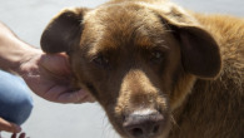 Bobi, un câine din rasa Rafeiro Alentejano, care şi-a petrecut viaţa într-un sat din centrul Portugaliei, a murit în octombrie 2023. Sursa foto: Profimedia Images | Poza 4 din 15